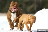 Boston Nightmare 15 Watch 7-Year-Old Mauled To Death By Pit Bulls