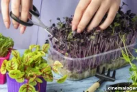 Your Indoor Herb Garden For $90: The Hydroponic System With 5,000+ Glowing Reviews