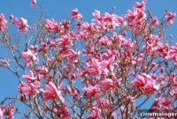 Spring’s Equinox Unfolding