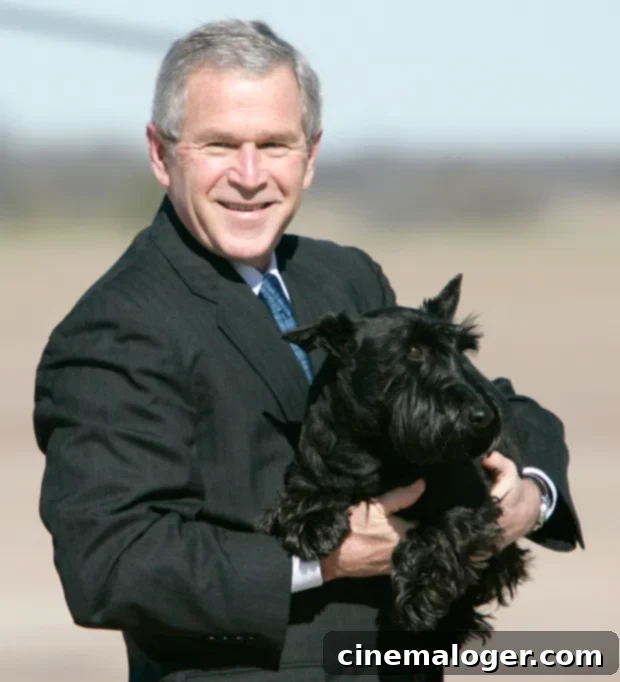 Joe Biden's German Shepherd to Break Barriers as First Rescue Dog in White House: A Presidential Pet Retrospective 3 George W. Bush with Barney